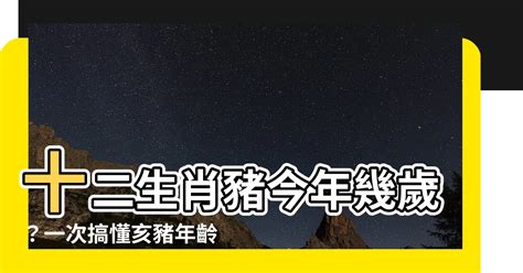 生肖豬幾歲|屬豬今年幾歲｜屬豬民國年次、豬年西元年